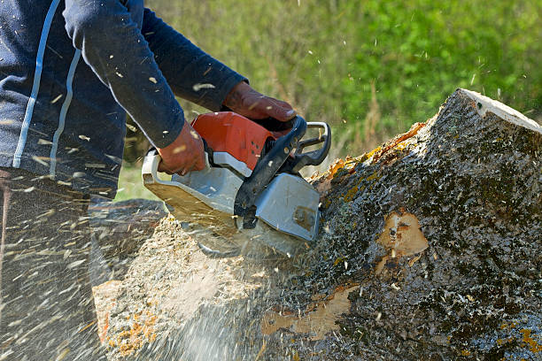 Best Tree Cutting Near Me  in Bellevue, ID